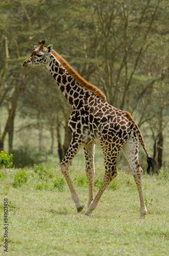 Girafe de Rothschild  Giraffa camelopardalis rotschildi  Parc national de Nakuru   Kenya