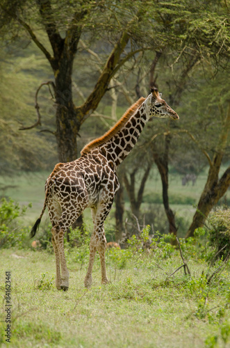 Girafe de Rothschild  Giraffa camelopardalis rotschildi  Parc national de Nakuru   Kenya