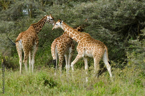 Girafe de Rothschild  Giraffa camelopardalis rotschildi  Parc national de Nakuru   Kenya