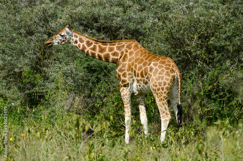 Girafe de Rothschild, Giraffa camelopardalis rotschildi, Parc national de Nakuru , Kenya