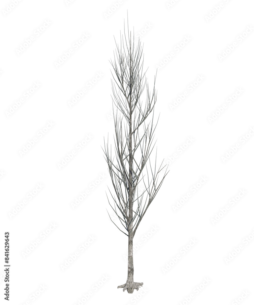 Fototapeta premium Albero con e senza foglie bianche, arancioni, verdi, gialle, rosse fondo trasparente e isolato inverno con e senza neve o foglie 