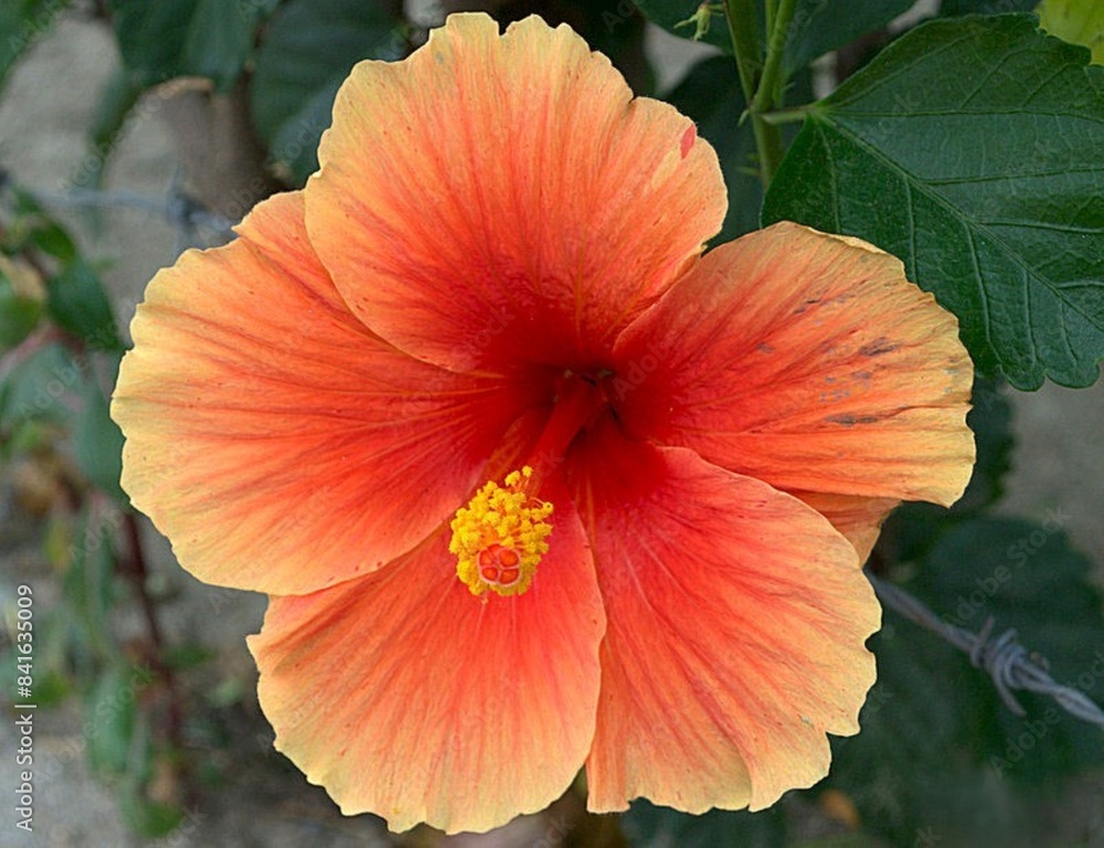 Flores silvestres de Yaracuy,Venezuela.
Gran cantidad y variedad de flores,grandes y pequeñas que son fuente de alimento para aves e insectos. Flores silvestres de Yaracuy,Venezuela.
Gran cantidad y variedad de flores,grandes y pequeñas que son fuente de alimento para aves e insectos.