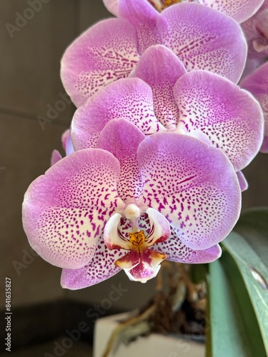 Primer plano orquídea 