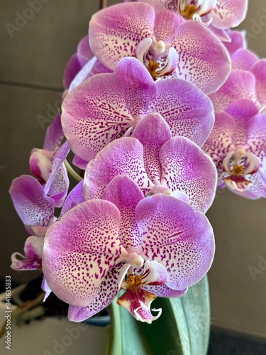 Orquídea con muchas flores 