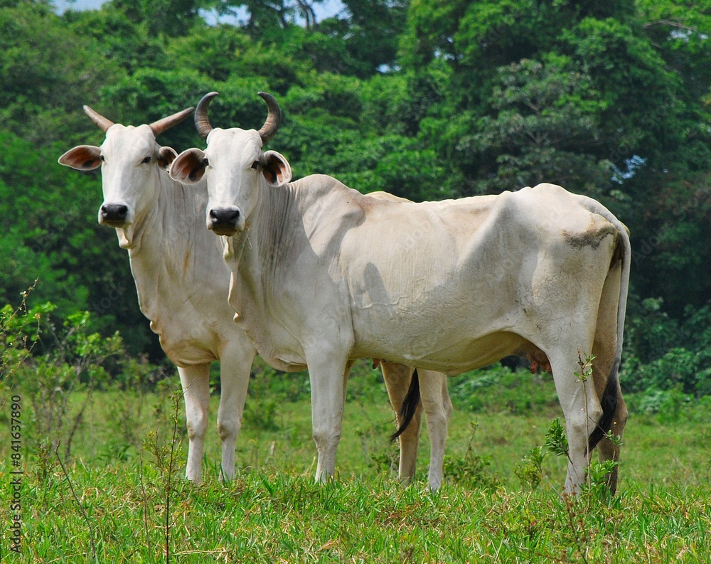 En el estado Yaracuy podemos encontrar gran cantidad de ganado vacuno,para la produccion de carne y leche ahora tambien se suma la cria de bufalos. En el estado Yaracuy podemos encontrar gran cantidad de ganado vacuno,para la produccion de carne y leche ahora tambien se suma la cria de bufalos.