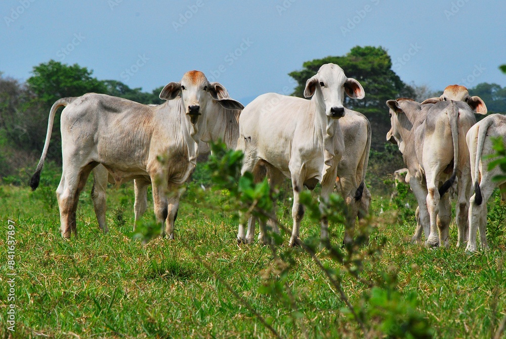 En el estado Yaracuy podemos encontrar gran cantidad de ganado vacuno,para la produccion de carne y leche ahora tambien se suma la cria de bufalos. En el estado Yaracuy podemos encontrar gran cantidad de ganado vacuno,para la produccion de carne y leche ahora tambien se suma la cria de bufalos.
