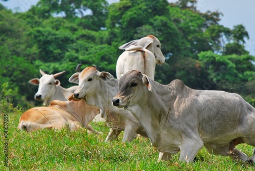 En el estado Yaracuy podemos encontrar gran cantidad de ganado vacuno,para la produccion de carne y leche ahora tambien se suma la cria de bufalos.