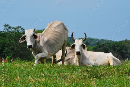 En el estado Yaracuy podemos encontrar gran cantidad de ganado vacuno,para la produccion de carne y leche ahora tambien se suma la cria de bufalos.