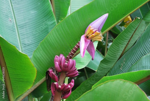 Flores silvestres de Yaracuy,Venezuela.
Gran cantidad y variedad de flores,grandes y pequeñas que son fuente de alimento para aves e insectos.