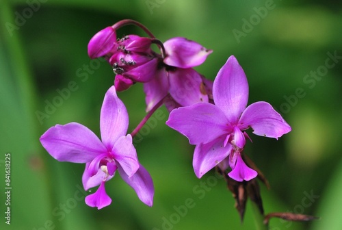 Flores silvestres de Yaracuy,Venezuela.
Gran cantidad y variedad de flores,grandes y pequeñas que son fuente de alimento para aves e insectos.