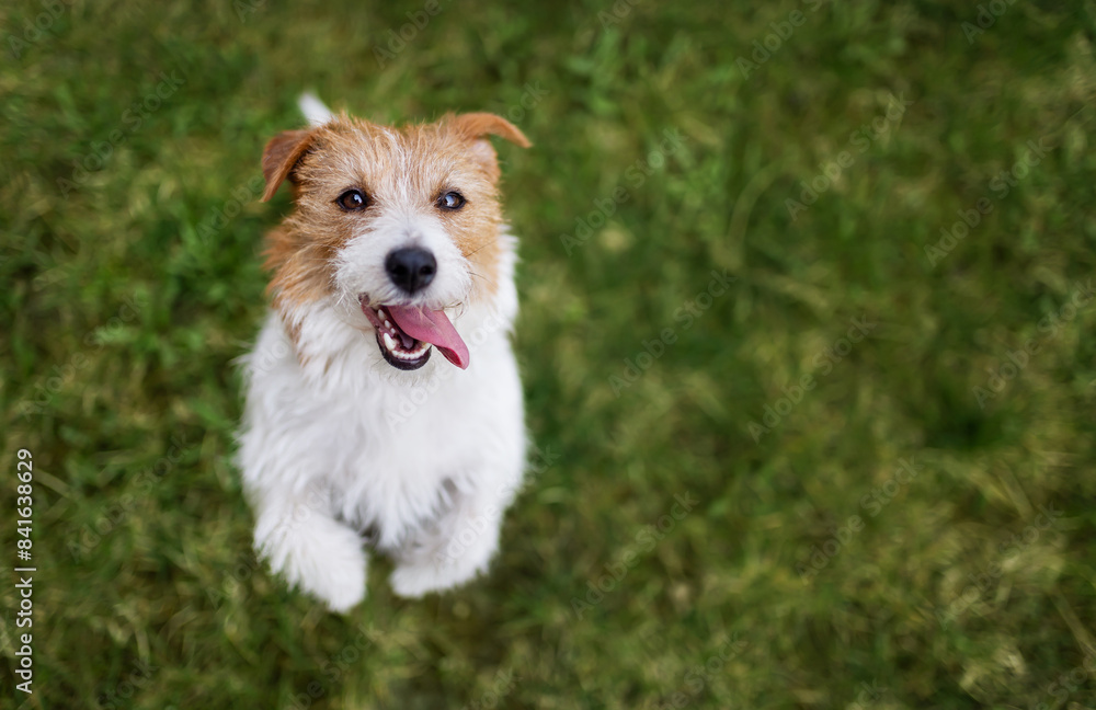 Face of a cute thirsty panting hot dog as begging in the grass Face of a cute thirsty panting hot dog as begging in the grass