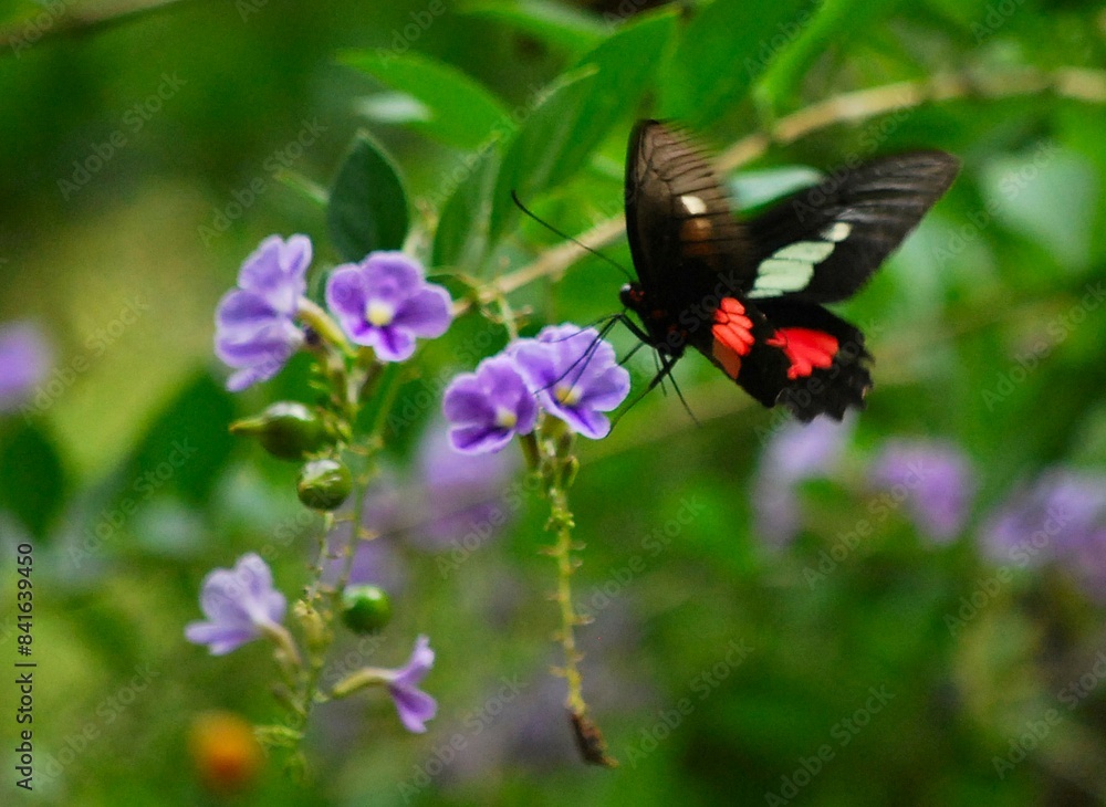En Yaracuy podemos encontrar una gran variedad de mariposas e insectos de vivos colores! En Yaracuy podemos encontrar una gran variedad de mariposas e insectos de vivos colores!