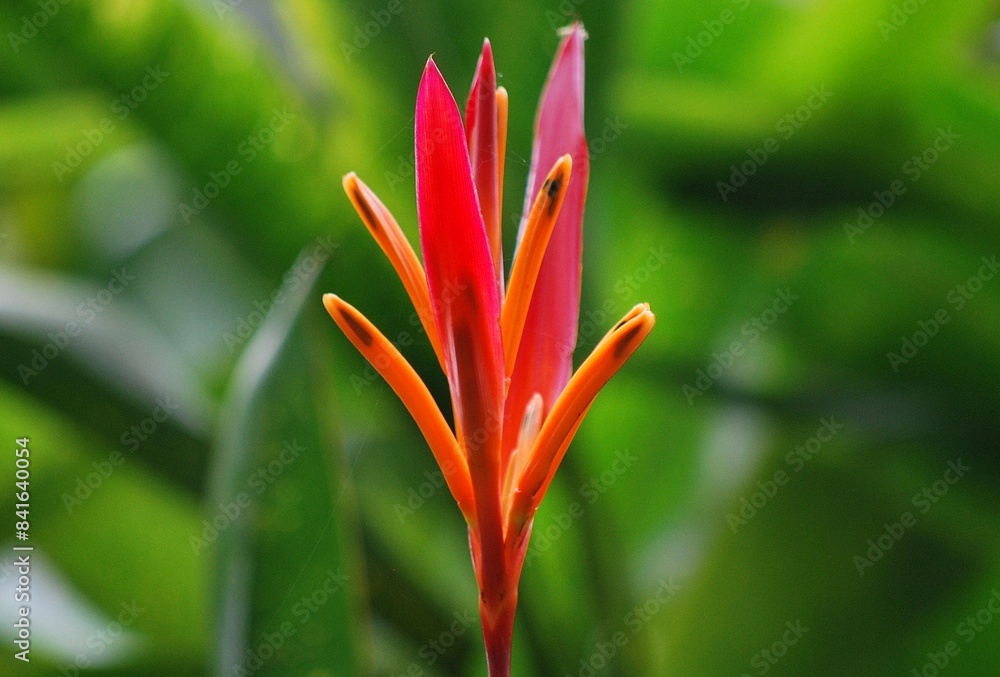 Flores silvestres de Yaracuy,Venezuela.
Gran cantidad y variedad de flores,grandes y pequeñas que son fuente de alimento para aves e insectos. Flores silvestres de Yaracuy,Venezuela.
Gran cantidad y variedad de flores,grandes y pequeñas que son fuente de alimento para aves e insectos.