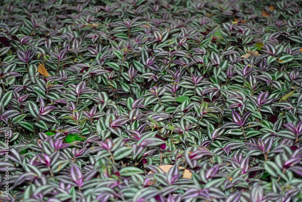 Podriamos definir a Yaracuy como el estado 