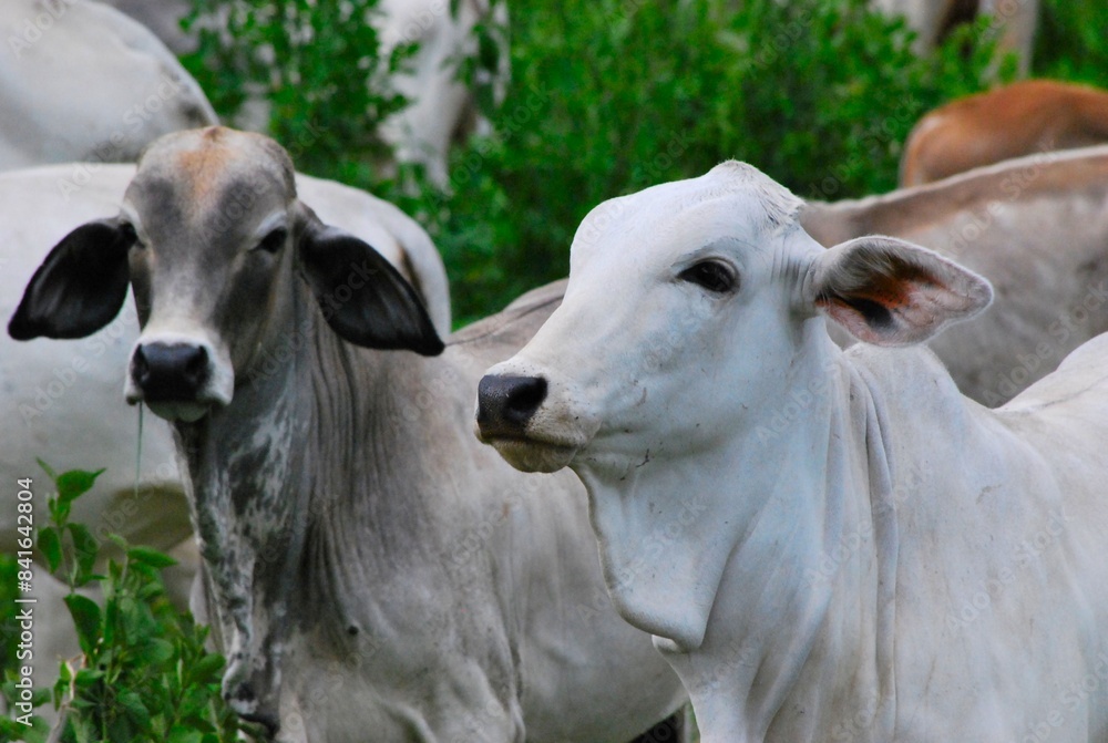 En el estado Yaracuy podemos encontrar mucho ganado vacuno,para la produccion de carne y leche. En el estado Yaracuy podemos encontrar mucho ganado vacuno,para la produccion de carne y leche.