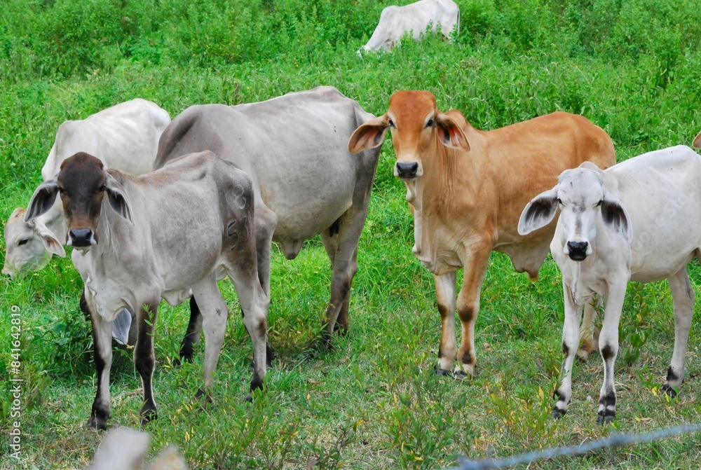 En el estado Yaracuy podemos encontrar mucho ganado vacuno,para la produccion de carne y leche. En el estado Yaracuy podemos encontrar mucho ganado vacuno,para la produccion de carne y leche.