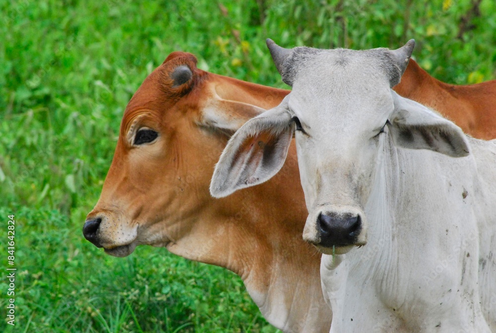 En el estado Yaracuy podemos encontrar mucho ganado vacuno,para la produccion de carne y leche. En el estado Yaracuy podemos encontrar mucho ganado vacuno,para la produccion de carne y leche.