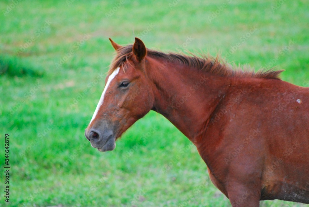 Traidos de nuevo a America por los españoles los caballos son muy apreciados. Traidos de nuevo a America por los españoles los caballos son muy apreciados.