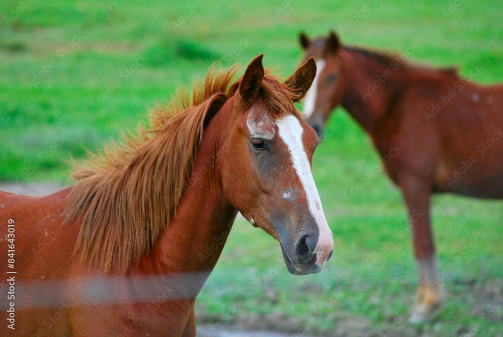Obraz premium Traidos de nuevo a America por los españoles los caballos son muy apreciados.
