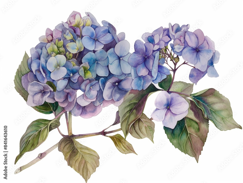 Watercolor Luxurious open hydrangea flowers with buds and half-opened flowers Watercolor Luxurious open hydrangea flowers with buds and half-opened flowers