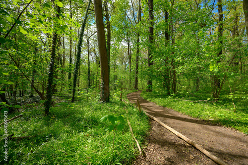 Wanderweg durch einen Frühlingswald am Westufer des 