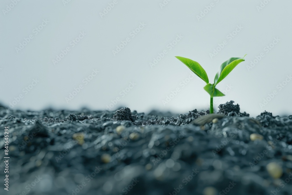 Young plant sprouting from volcanic soil Young plant sprouting from volcanic soil