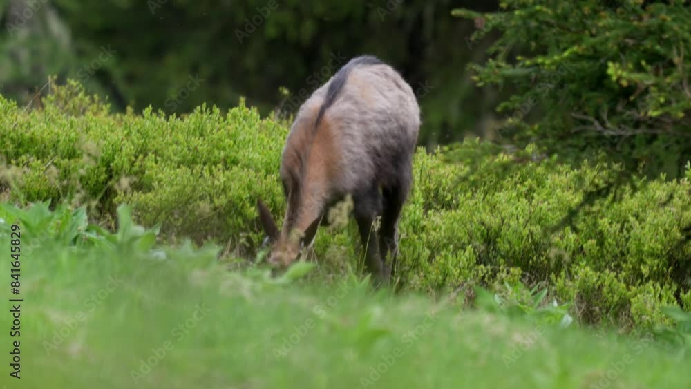 A young chamois buck, rupicapra rupicapra, in the forest on the mountains at a summer evening. He is in the change of coat. A young chamois buck, rupicapra rupicapra, in the forest on the mountains at a summer evening. He is in the change of coat.