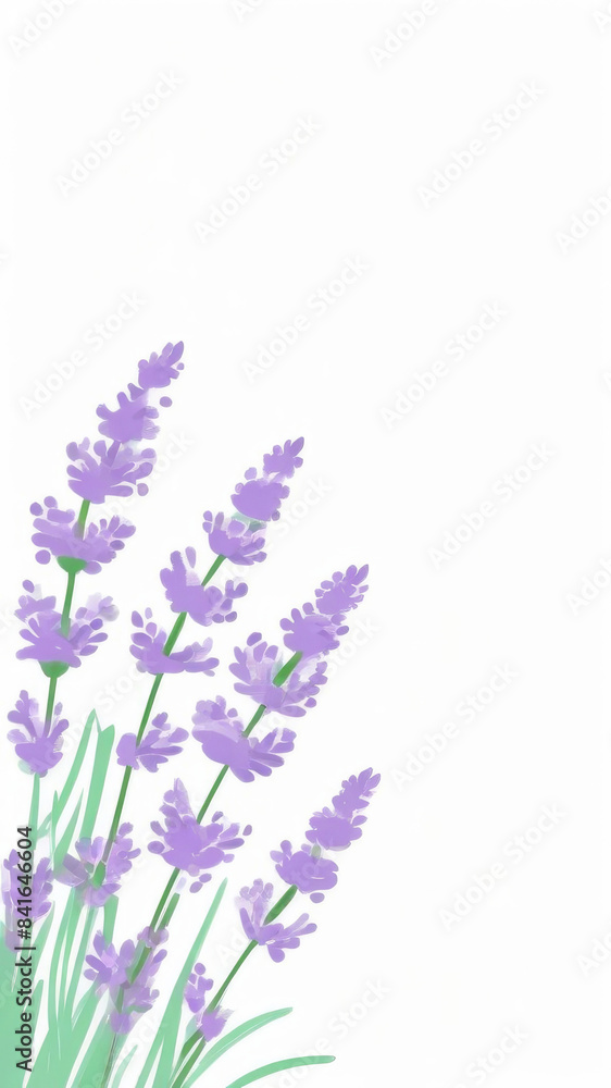 Naklejka premium Lavender flowers on white background, space for text, invitation, watercolor vertical illustration