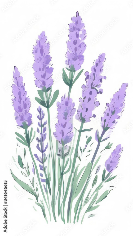 Obraz premium Lavender flower bunch on white background. Vertical watercolor illustration