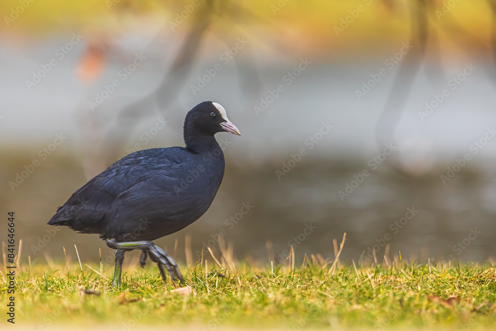 The Eurasian coot (Fulica atra), also known as the common coot The Eurasian coot (Fulica atra), also known as the common coot