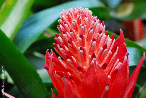 Flores silvestres de Yaracuy,Venezuela.
Gran cantidad y variedad de flores,grandes y pequeñas que son fuente de alimento para aves e insectos.
