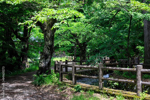 Tranquil Pathway Through the Lush Green Forest, Iimori Hill, Aizuwakamatsu, Japan photo