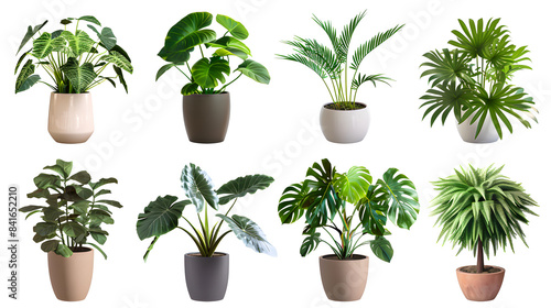 Clipart illustration set of trendy potted plants for home. Different indoor houseplants isolated on white background. Alocasia  begonia  fan palm  monstera  ficus  strelitzia and oxalis. A-0001 
