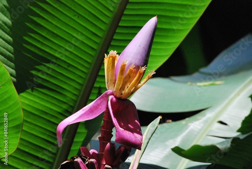 Flores silvestres de Yaracuy,Venezuela.
Gran cantidad y variedad de flores,grandes y pequeñas que son fuente de alimento para aves e insectos.