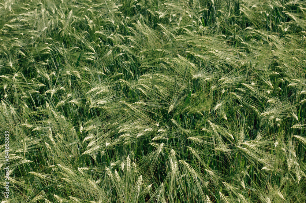 Obraz premium field with young ears of corn close-up