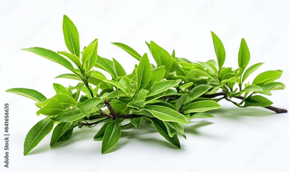 Fresh tea leaves closeup against white backdrop Fresh tea leaves closeup against white backdrop