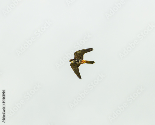 Eurasian hobby (Falco subbuteo) in flight photo