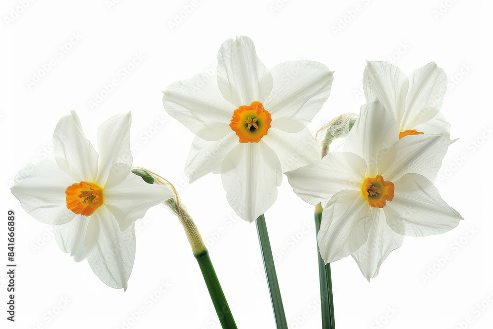 Flower Photography, Narcissus tazetta Close up view, Isolated on white Background Flower Photography, Narcissus tazetta Close up view, Isolated on white Background