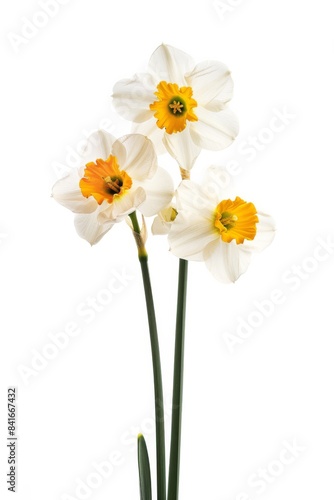 Flower Photography  Narcissus poeticus Close up view  Isolated on white Background