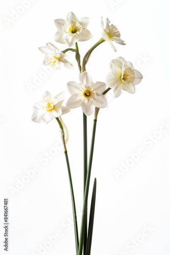 Flower Photography, Narcissus triandrus Close up view, Isolated on white Background