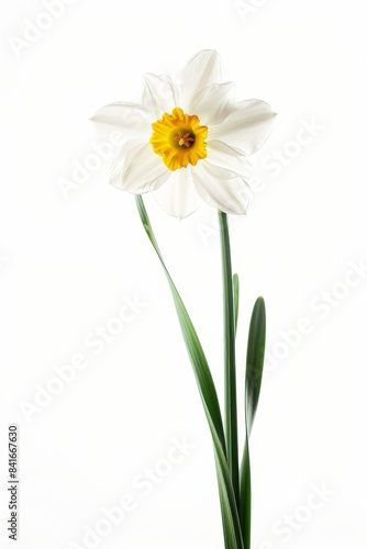 Flower Photography  Narcissus Ice Follies  Close up view  Isolated on white Background