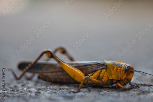 Close up and selective focus of the texture of Belalang Kuning or Yellow Grasshopper, insects belonging to the suborder Caelifera. photo