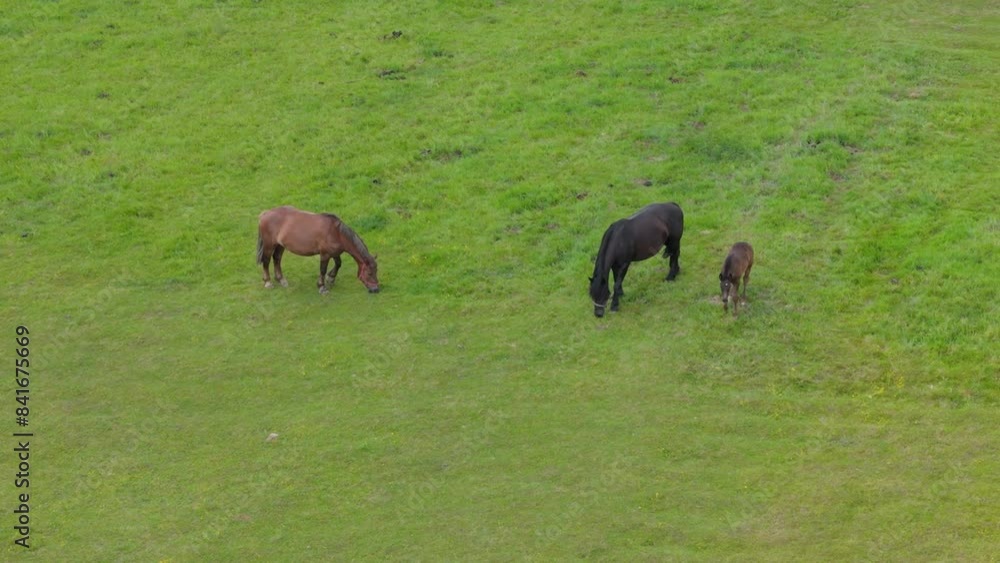Aerial view of horses on a pasture. A large herd grazes on the grassy meadow, including mares, stallions, and foals. Eco-friendly animal farming. Aerial view of horses on a pasture. A large herd grazes on the grassy meadow, including mares, stallions, and foals. Eco-friendly animal farming.