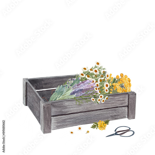 Wooden crate with blue tansy, lavender, sage, chamomile, scissors in watercolor isolated on white. Rustic art in simple stile for vintage design, flower shops, stickers, gardening, organic herbs