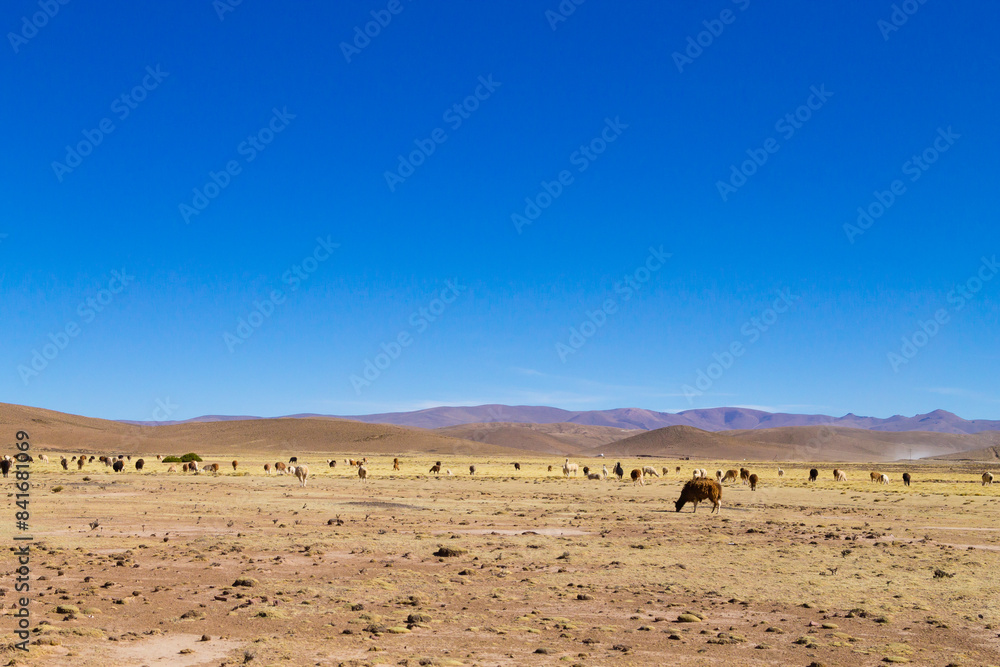 Bolivian llama breeding,Bolivia Bolivian llama breeding,Bolivia