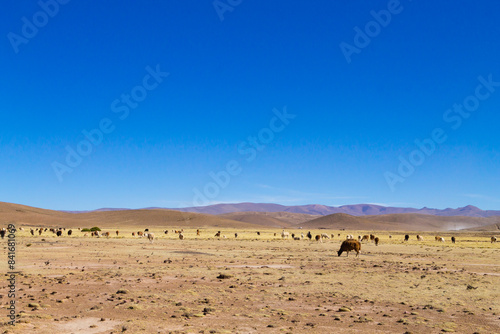 Bolivian llama breeding,Bolivia © elleonzebon