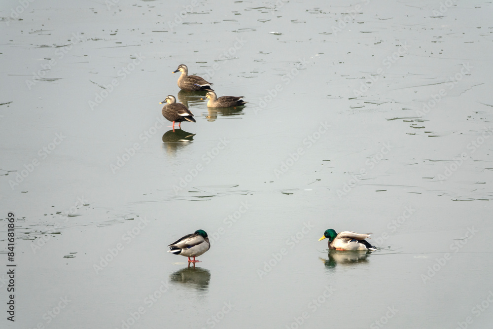 Fototapeta premium View of the ducks on the lake