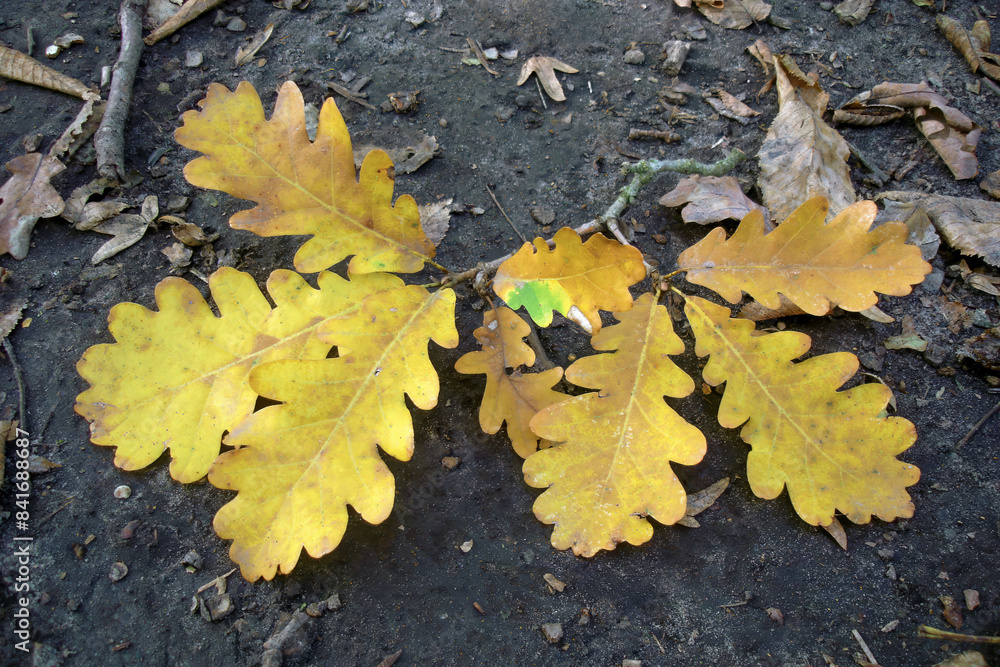 Close-up top view of fallen oak branch with lush yellow autumn leaves lying on ground in deciduous forest at sunny october day. With no people beautiful autumnal season natural background. Close-up top view of fallen oak branch with lush yellow autumn leaves lying on ground in deciduous forest at sunny october day. With no people beautiful autumnal season natural background.