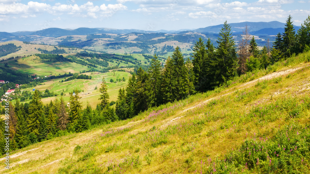 Obraz premium coniferous forest on the green grassy slopes of borzhava ridge. sunny day. rural valley in the distance. wonderful scenery of carpathian mountain range of ukraine in summer