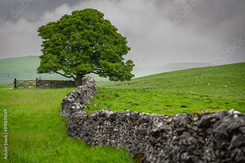 Fotografi Lone tree on a limestone pavement on the North Yorkshire Dales